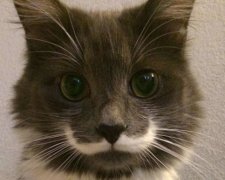 11 животных с уникальным окрасом