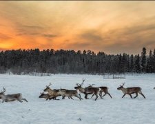 Садисти розстріляли стадо оленів на трасі Київ-Чоп