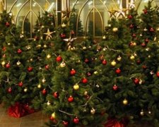 Де в Україні купити ялинку не у браконьєра