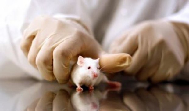 Лабораторних мишей замінять віртуальними двійниками (відео)