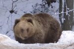 Медведь, скриншот: Youtube