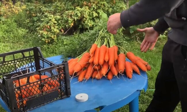 врожай моркви, скріншот з відео