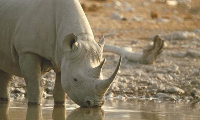 Помер один із останніх на планеті чотирьох білих носорогів 