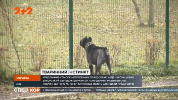 Опасные собаки, фото: скриншот из видео