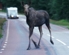 Лось устроил смертельную аварию на дороге