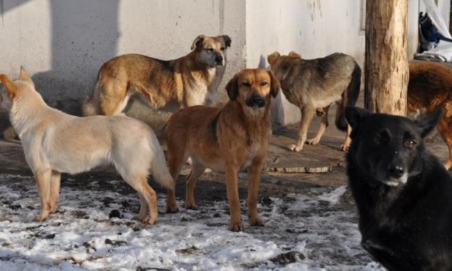 Город поливают ядом, украинцы массово находят трупы