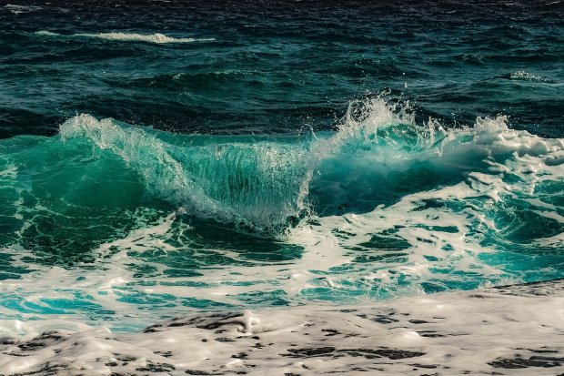 Одесити в захваті від незвичайного видовища в Чорному морі: "Це місцеві", - чарівне відео