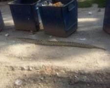 Харків'яни знайшли в смітті величезного пітона