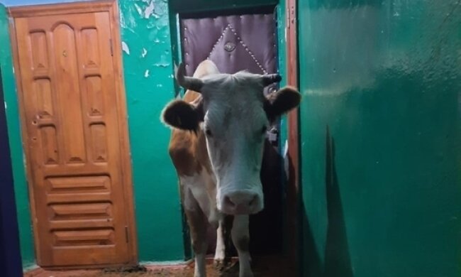 Корова, фото с Telegram-канала