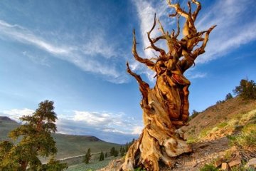 Де ростуть найстаріші дерева світу