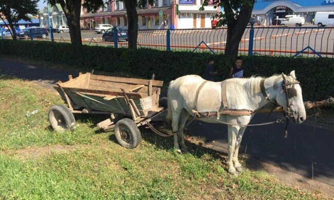 На Закарпатті власники чотириногого транспорту "заправляються" просто на газоні - "Коні хочуть їсти!"