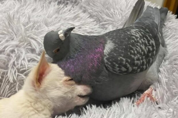 Чихуахуа и голубь, фото Bored Panda