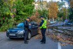 Ледь не втратив свою "дівчинку": у Дніпрі на новеньку Toyota звалилося дерево, - фотошок для водіїв