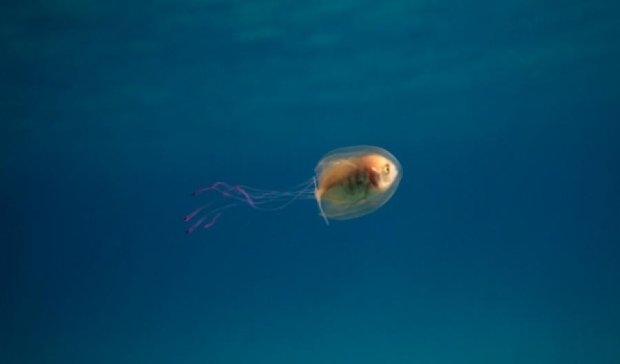 Фотограф показал живую рыбу внутри медузы