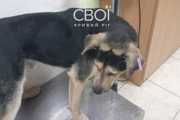 Ексдепутат "ОПЗЖ" підстрелив собаку. Фото Telegram
