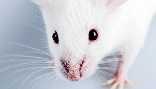Миші "розкрили очі" генетикам на походження сліпоти