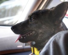 25-й герой "Яни Капу": відважний собака повернувся додому після років поневірянь, українці у захваті від неймовірної тварини