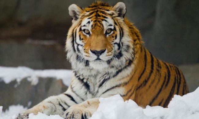 Сибірський тигр учудив неймовірне: епічне відео