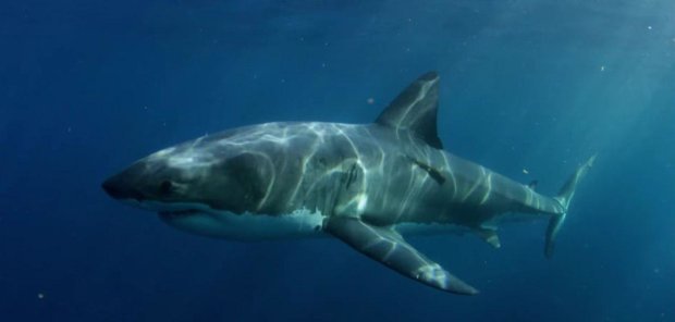 Диявольська акула потрапила в фотопастку, кадри не для слабкодухих