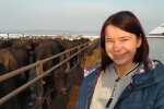 Закарпатские буйволы возрождают популяцию, только посмотрите на этих красавцев: "Помогали всей Украиной"