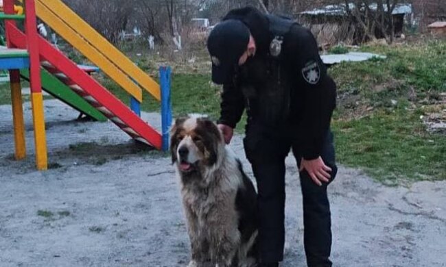 Собака / фото: Патрульна поліція