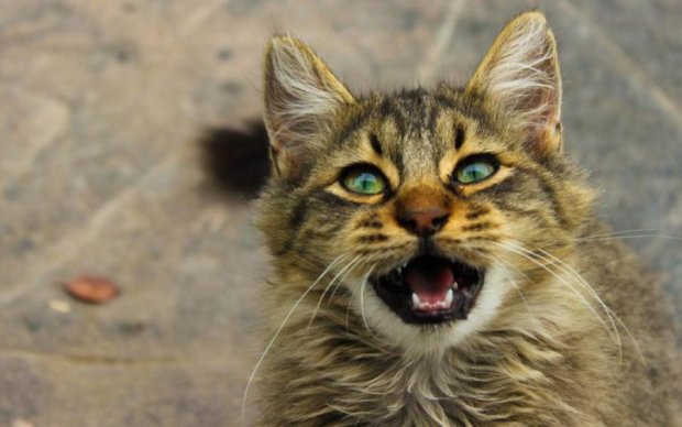 Новый вирус: соцсети взорвал клубничный кот