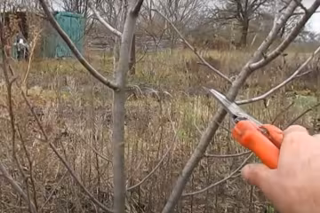 Обрезка в саду, скриншот с видео