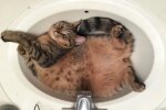 Кот, тарифы на воду / фото: Pinterest