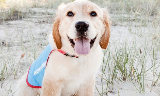 Хвостатий глюкометр: кращих друзів людини "нацькували" на діабет