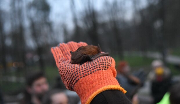 У Франківську випустили кажанів, фото: galka.if.ua