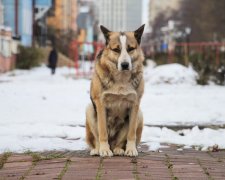 Львівський шкуродер жорстко розправився зі своїм собакою: українці вимагають розплати