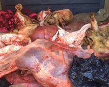 До бойовиків не доїхало 10 тонн контрабандного м'яса (фото)