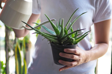 Алоэ вера, кадр с видео