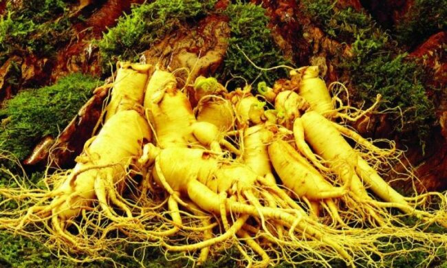 У це важко повірити! Вчені знайшли рослину з іншої планети