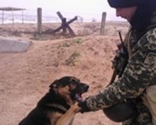 Пес Джек на границе с Крымом перешел на сторону Украины