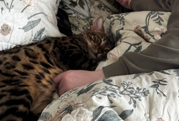 Котик, фото: Знай.ua