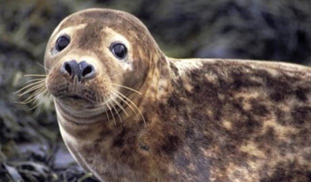 Серых тюленей спасли от смерти и выпустили на волю
