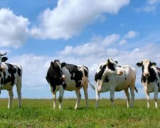 У Луганську вирізають корів