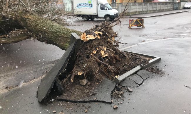 Поваленные деревья, оборванные линии электропередач и сорваные крыши: последствия жуткого удара показали в сети