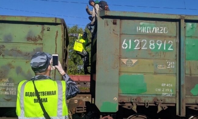 "Заяц" в вагоне с углем, фото: kp