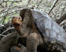 Столетний самец черепахи спас род от вымирания
