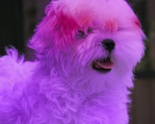 Смена имиджа едва не угробила собачку: фото