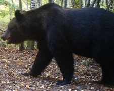Вперше зробили кольорові знімки ведмедя в Чорнобильській зоні (фотофакт)