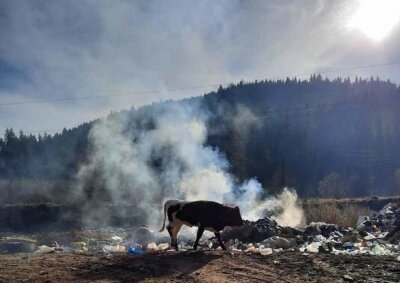 Легендарные закарпатские села утопают в отходах, ситуация критическая: "От мусора гибнет скот"