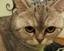 Коти стали жертвами маніяка з бритвою
