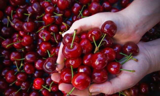 Черешня, фото: lifestyle.24tv.ua