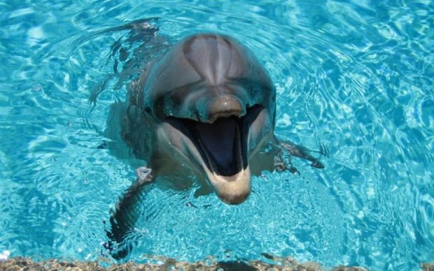 Власти Франции запретили держать дельфинов в неволе