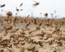 На Крым налетели еще одни оккупанты