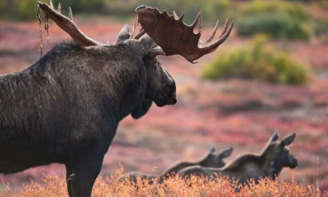 Критическая ситуация: лесные гиганты на грани исчезновения