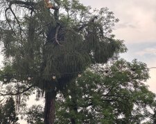 Наслідки негоди у Митрополичих садах Львова